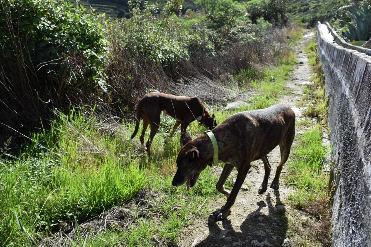 Finca Casa Madera 1 Icod de los Vinos Kültér fotó